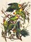 Carolina Parrot Poster Print by John James Audubon - Item # VARPDX197765
